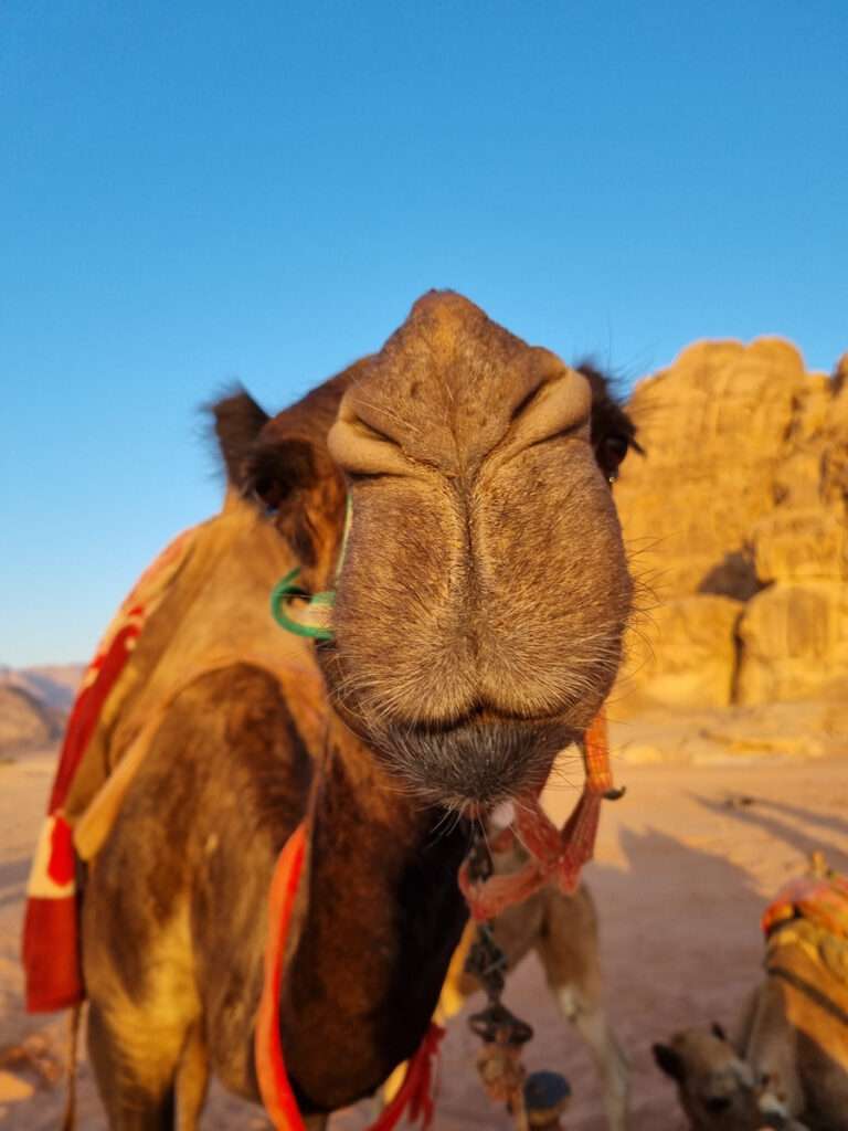 kameel wadi rum