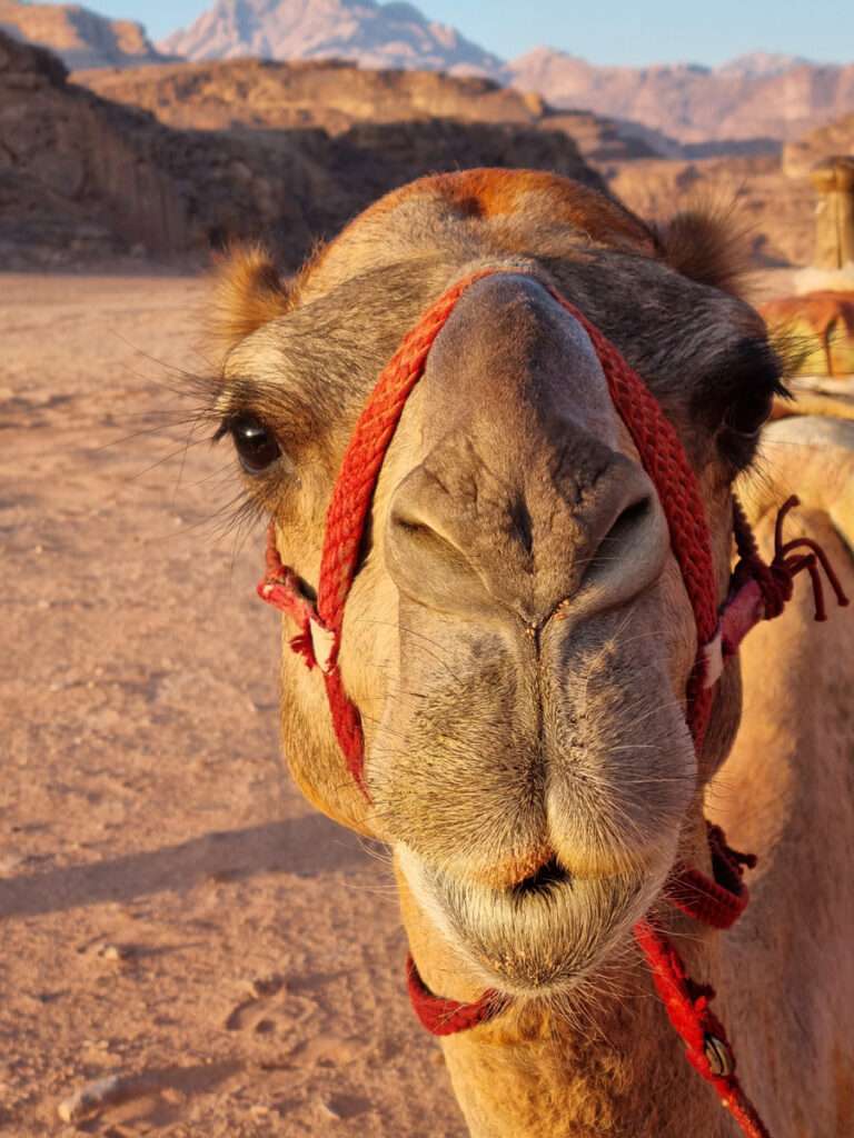 wadi rum kameel