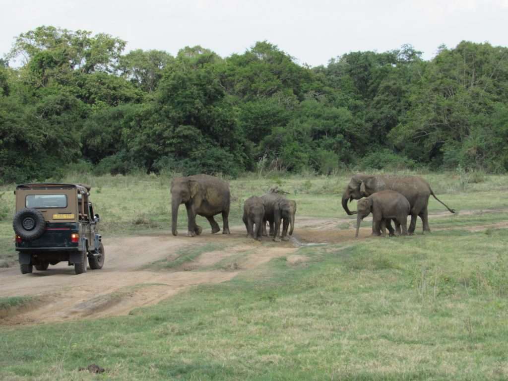 olifanten safari