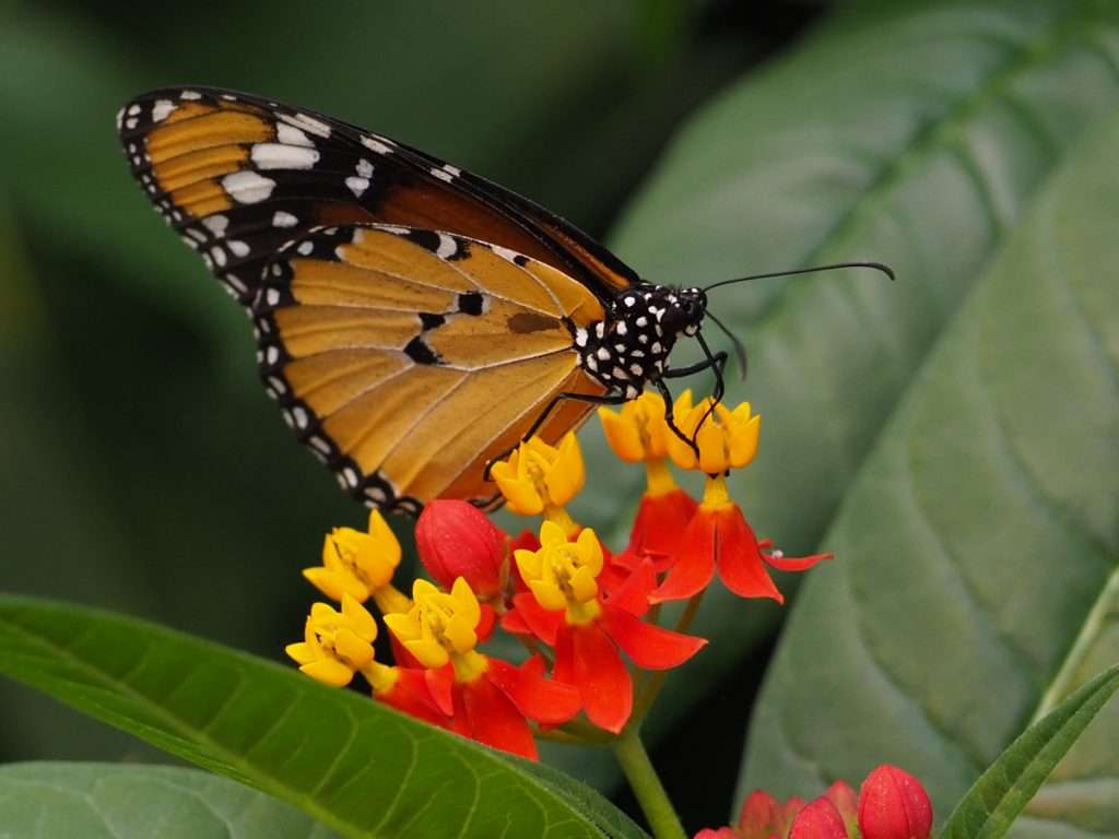 kleine monarchvlinder