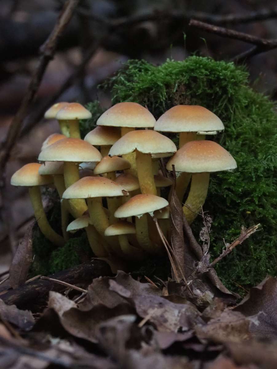 gewone zwavelkop paddenstoel