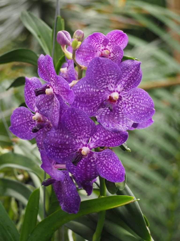 orchideeënhoeve luttelgeest