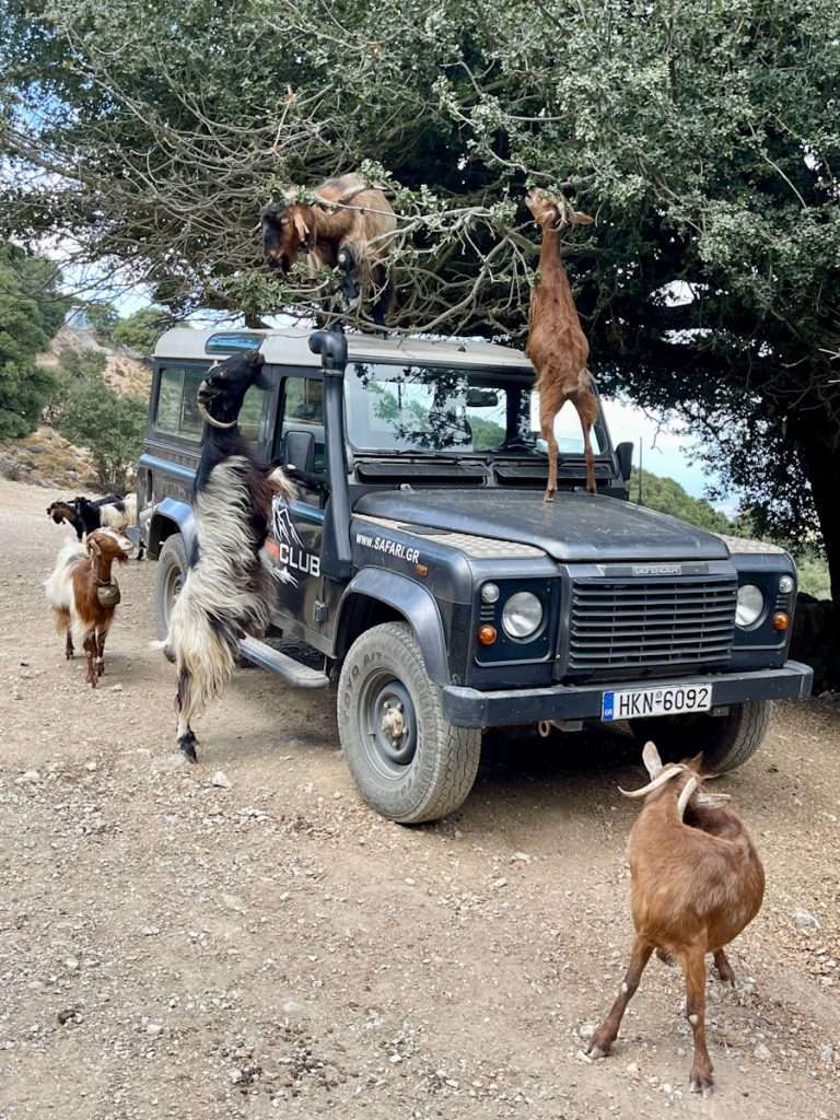 safari club geiten